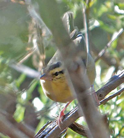 Photo (13): Worm-eating Warbler