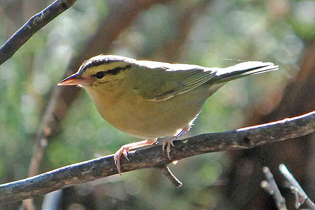 Photo (7): Worm-eating Warbler