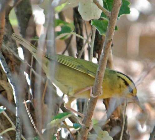 Photo (10): Worm-eating Warbler