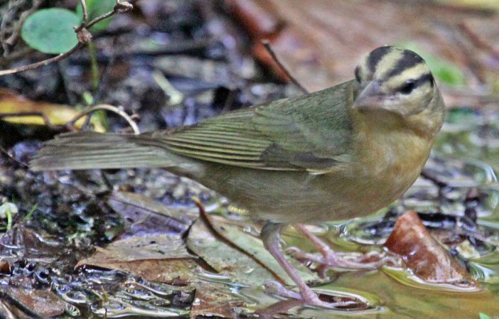 Photo (15): Worm-eating Warbler