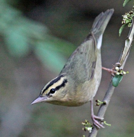 Photo (1): Worm-eating Warbler