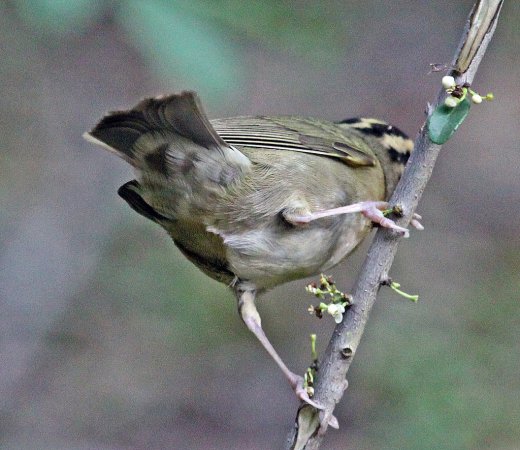 Photo (2): Worm-eating Warbler