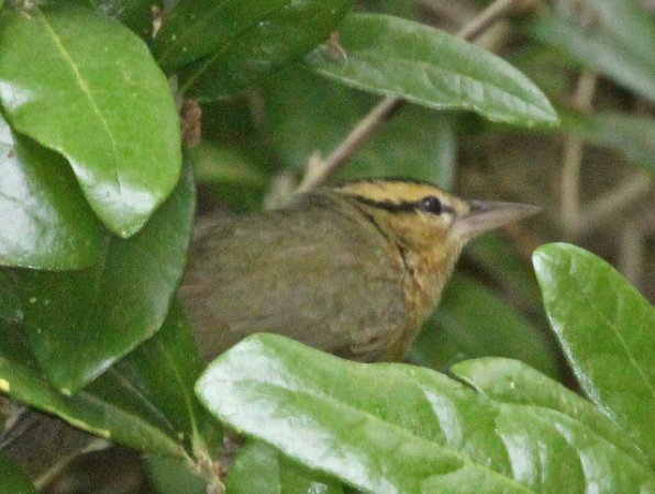 Photo (16): Worm-eating Warbler