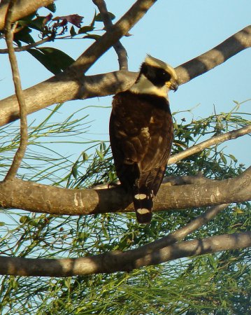 Photo (11): Laughing Falcon