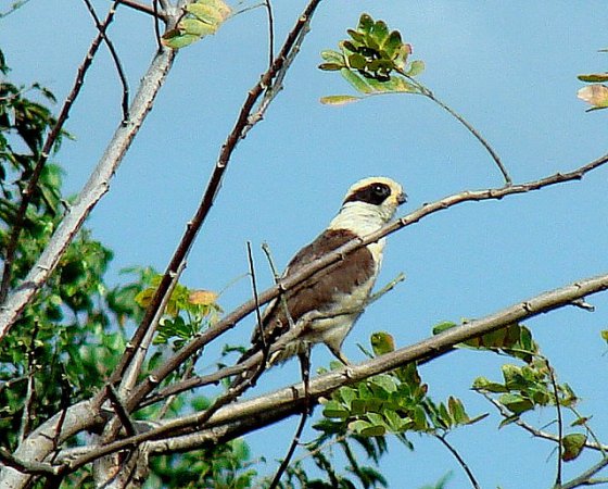 Photo (12): Laughing Falcon