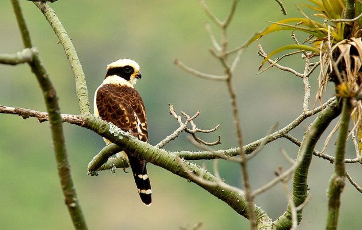 Photo (4): Laughing Falcon
