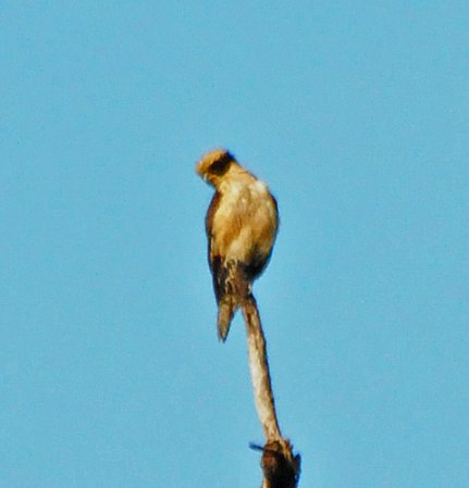 Photo (16): Laughing Falcon