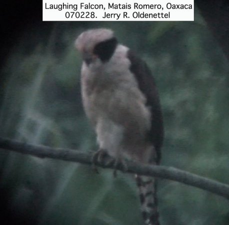 Photo (17): Laughing Falcon
