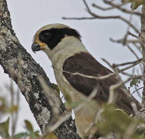 Photo (5): Laughing Falcon