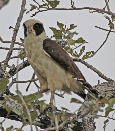 Photo (8): Laughing Falcon