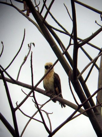 Photo (14): Laughing Falcon