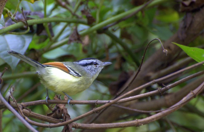 Photo (1): Rufous-winged Antwren