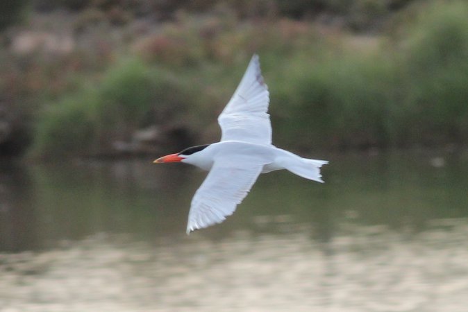 Photo (6): Caspian Tern