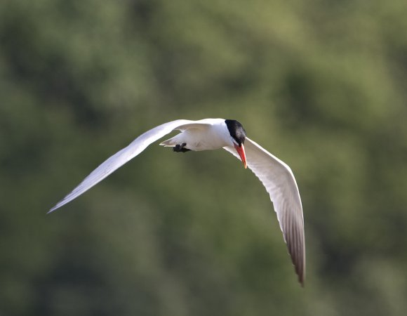 Photo (2): Caspian Tern