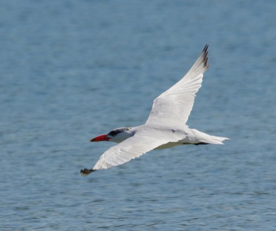 Photo (15): Caspian Tern