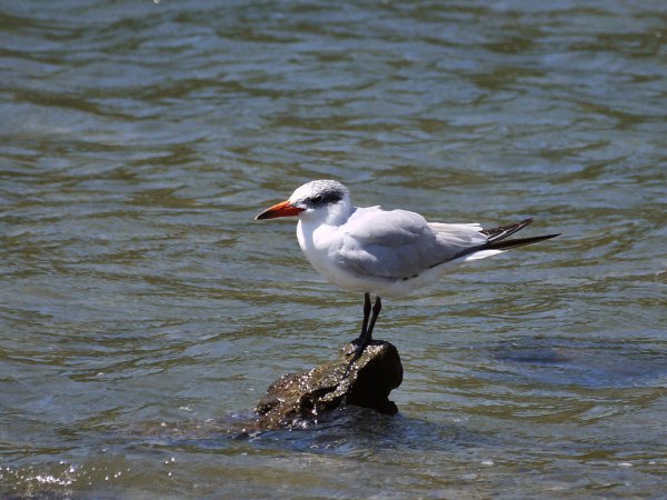 Photo (16): Caspian Tern