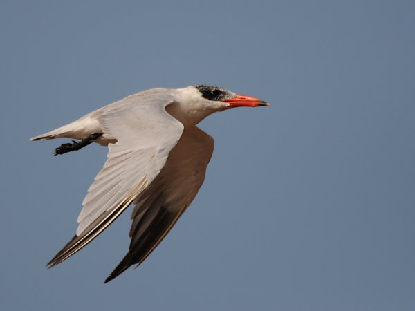 Photo (14): Caspian Tern
