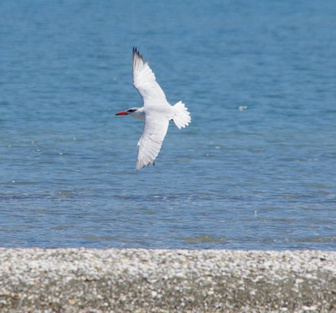 Photo (18): Caspian Tern