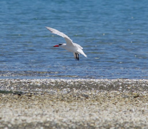 Photo (17): Caspian Tern