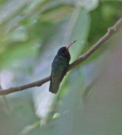 Photo (1): Blue-throated Goldentail