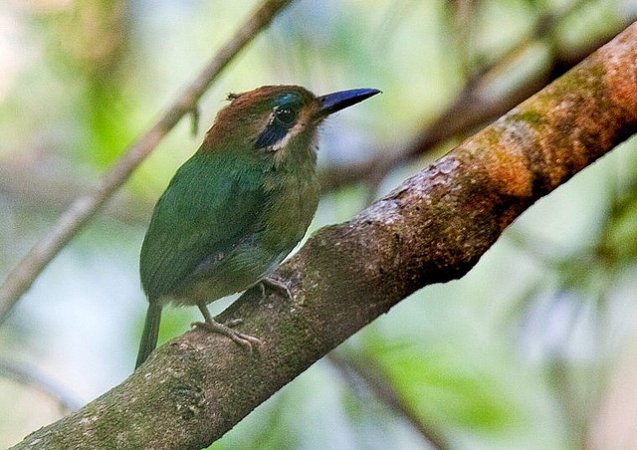 Photo (2): Tody Motmot