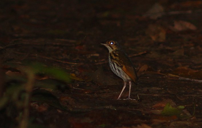Photo (1): Streak-chested Antpitta