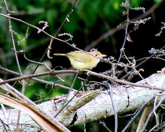 Photo (3): Golden-fronted Greenlet
