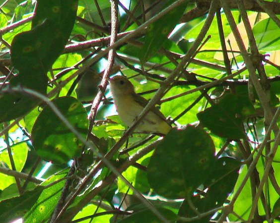 Photo (4): Golden-fronted Greenlet