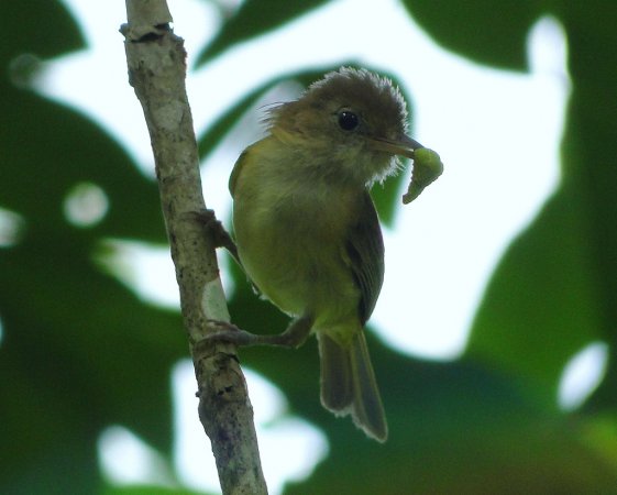 Photo (2): Golden-fronted Greenlet
