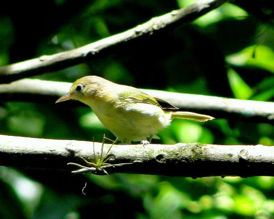 Photo (1): Golden-fronted Greenlet