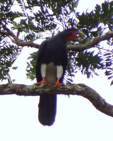 Photo (1): Red-throated Caracara