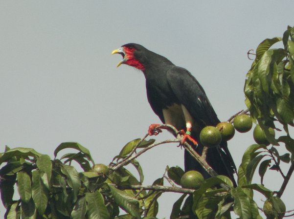 Photo (10): Red-throated Caracara