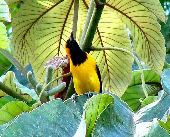 Photo (7): Orange-crowned Oriole