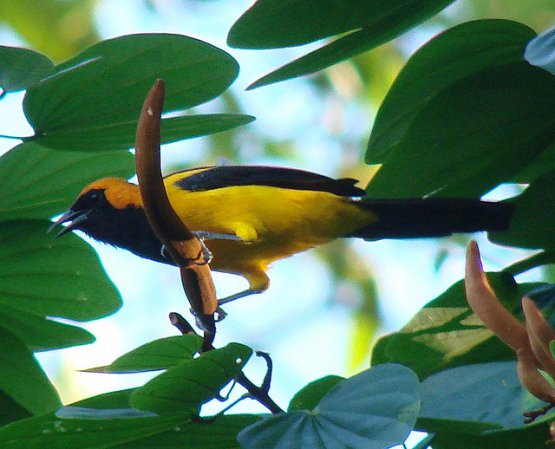 Photo (9): Orange-crowned Oriole