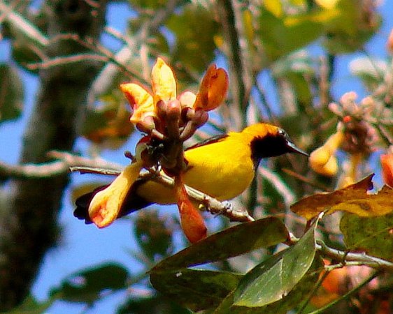 Photo (8): Orange-crowned Oriole