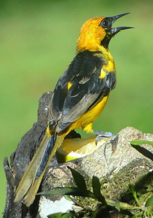 Photo (4): Orange-crowned Oriole
