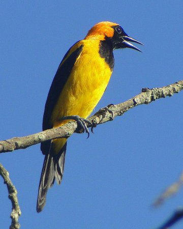 Photo (1): Orange-crowned Oriole