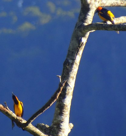 Photo (10): Orange-crowned Oriole
