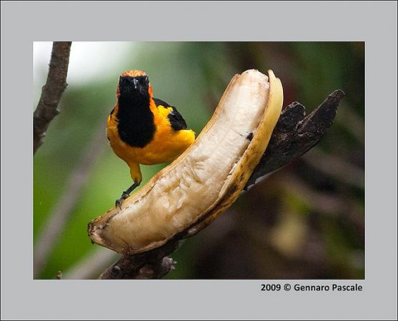 Photo (5): Orange-crowned Oriole