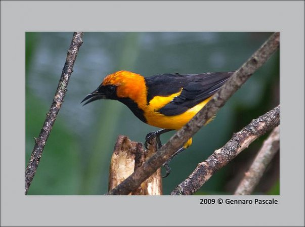 Photo (6): Orange-crowned Oriole