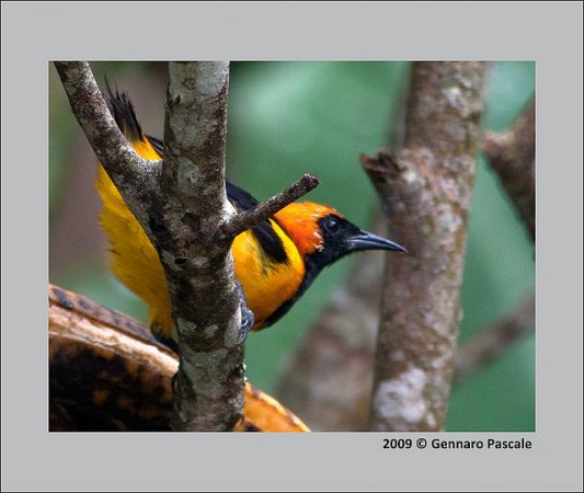 Photo (3): Orange-crowned Oriole