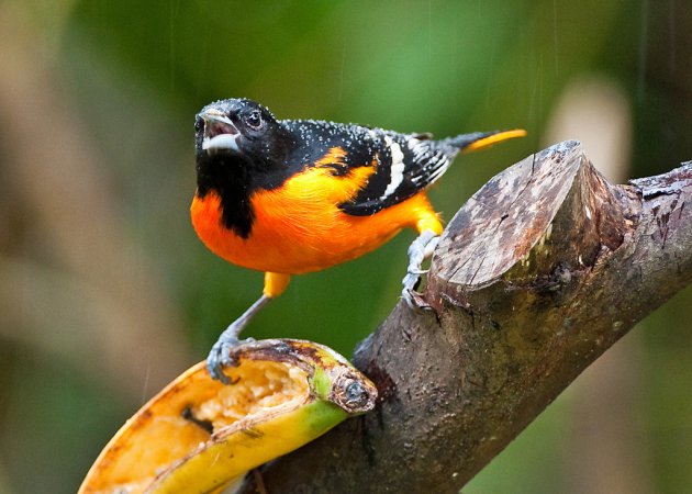 Photo (10): Baltimore Oriole