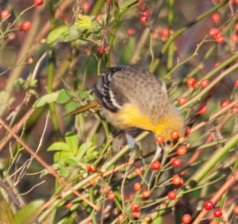 Photo (17): Baltimore Oriole