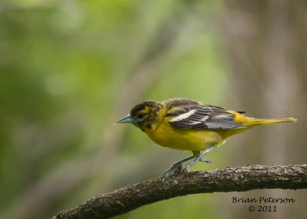 Photo (19): Baltimore Oriole