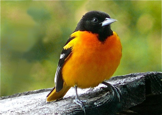 Photo (14): Baltimore Oriole