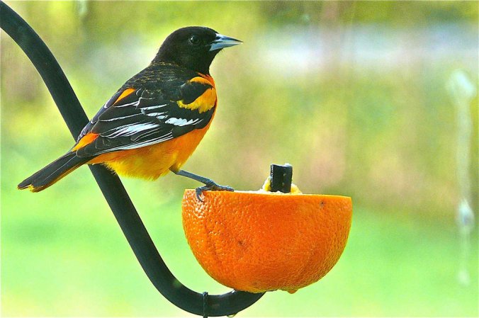 Photo (9): Baltimore Oriole