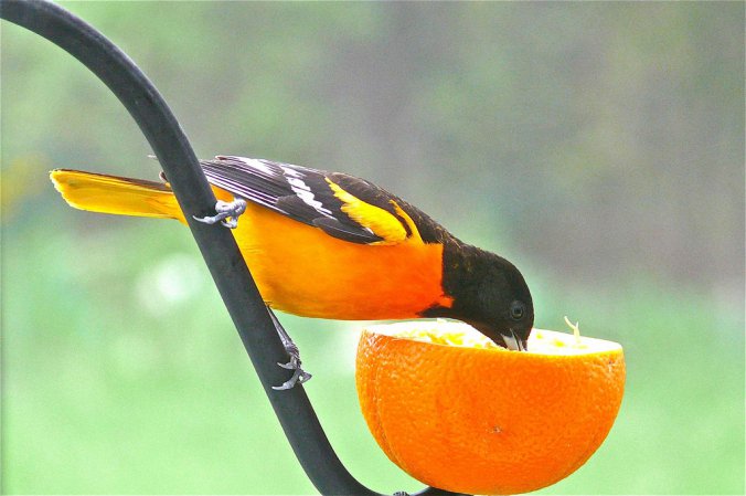 Photo (11): Baltimore Oriole