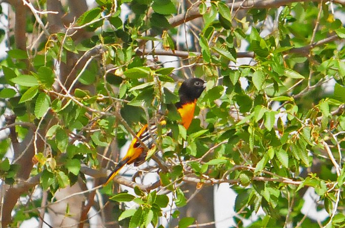 Photo (16): Baltimore Oriole