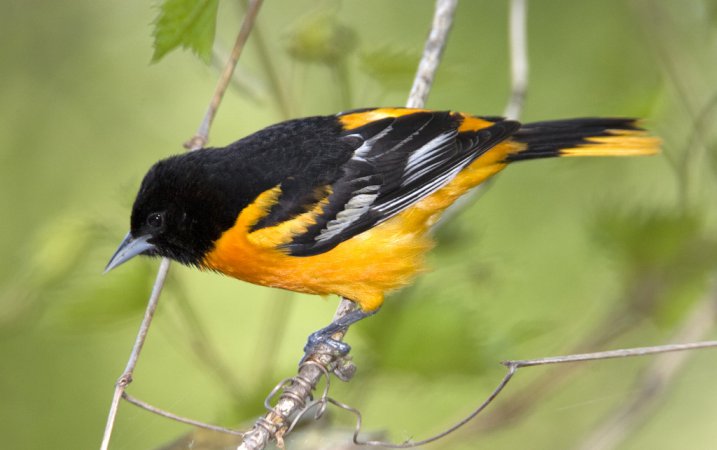 Photo (3): Baltimore Oriole