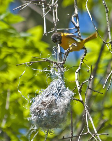 Photo (22): Baltimore Oriole